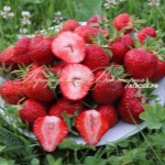 Jordbærhylde
