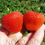 Erdbeer-Portola