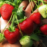Strawberry Vibrant