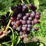 Violetta di uva precoce