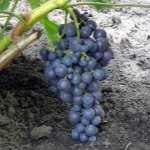 Røde Muscat druer