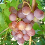 Russiske tidlige druer