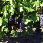 Moldaviske druer