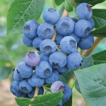Darrow blåbær