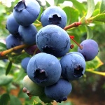 Hannahs udvalgte blåbær