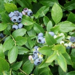 Blueberry North Country (Nordland)