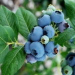 Nordlandske blåbær