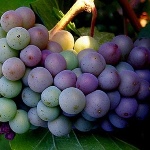 Pinot Gris druer