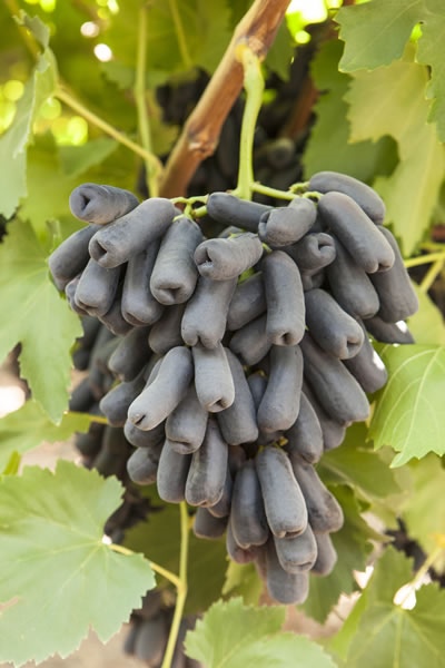 Avatar de uvas