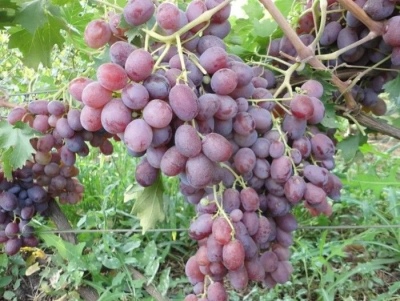 Abu Hasan grape