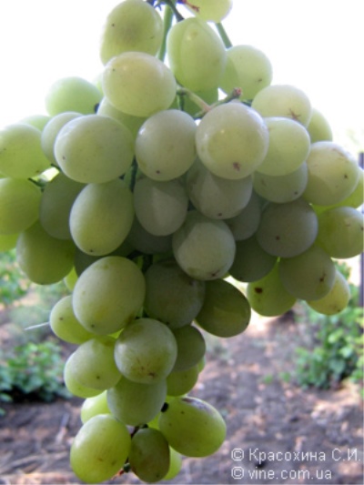 Agadai grape