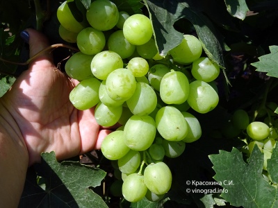 Aisar grape