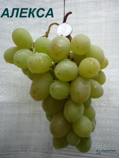 Alex grapes