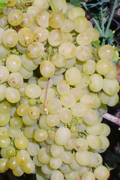 Aleshenkin grapes