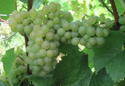 Aligote grapes