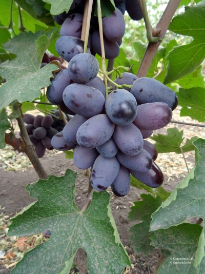 Alvik grapes