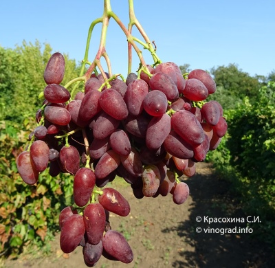 Druiven Amethist Novocherkassk