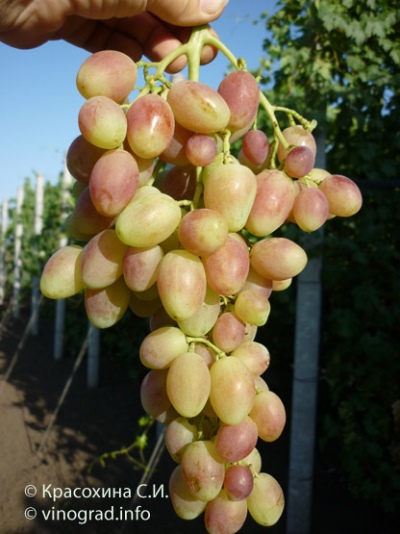 Angelica druiven