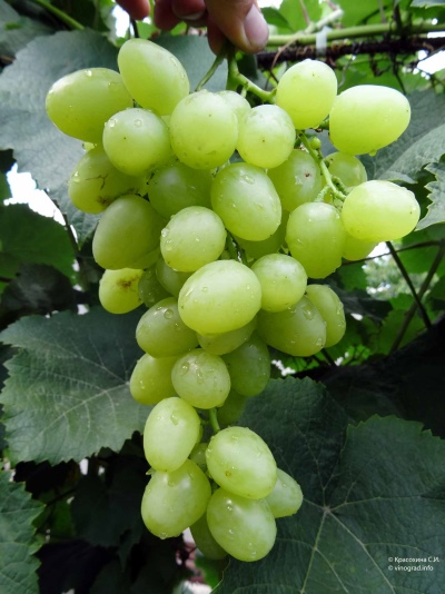 Arcadia grapes (Nastya)