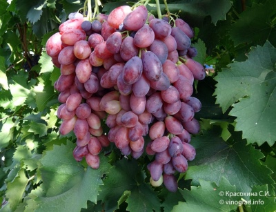 Asya druiven