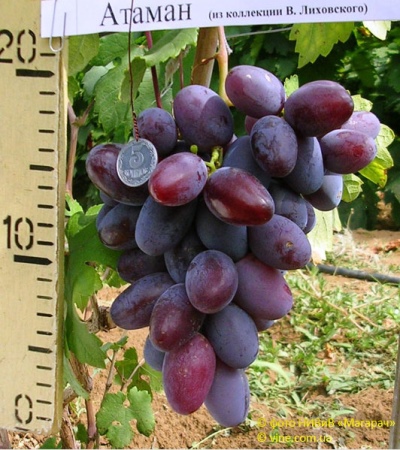 Ataman grape