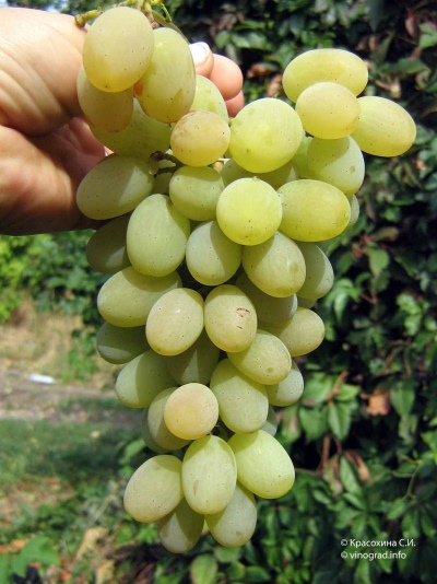 Uvas de San Agustín