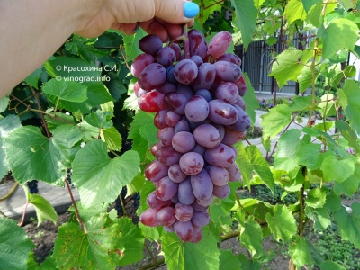 Baikonoer-druiven