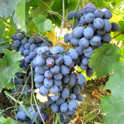 Bashkir grapes