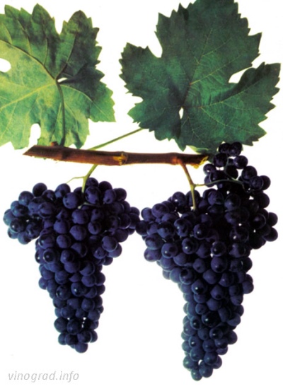 Bastardo Magarach grape