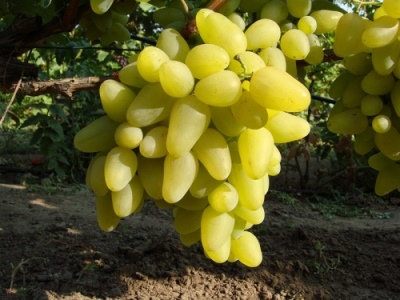Bazhena druer