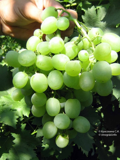 Milagro de las uvas blancas