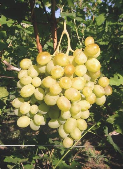 Bogatyanovsky grapes