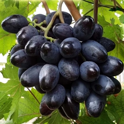 Grape Bogatyr
