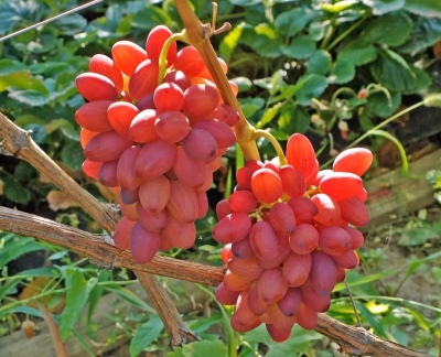 Bohemia grapes