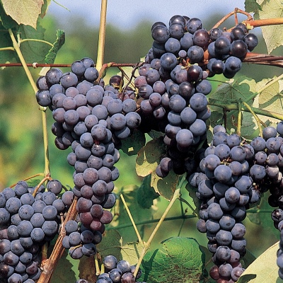 Buffalo grapes