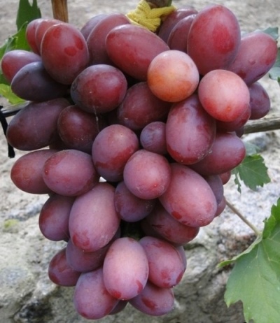 Dashunya grapes