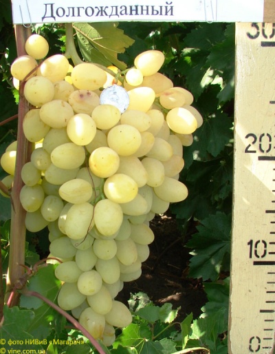Grapes Long-awaited