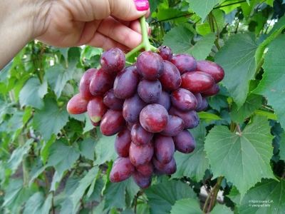 Dunav grapes