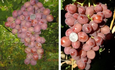 Docena de uvas