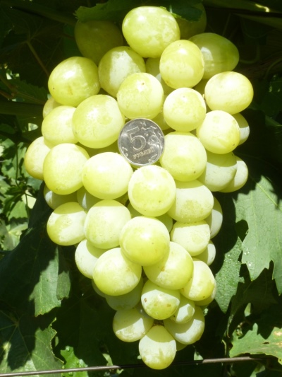 Gina grapes