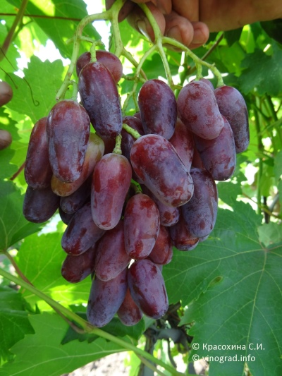 Giovanni grape