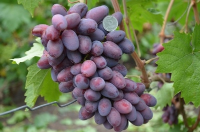 Estándar de uva