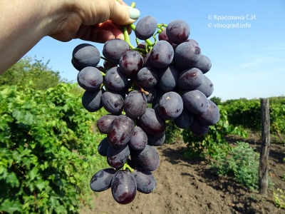 Grape everest