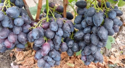 Furor-druiven