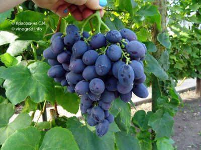 Gala-druiven