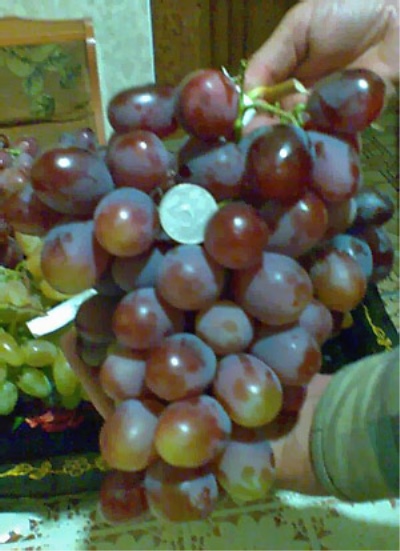 Druiven graaf van Monte Cristo
