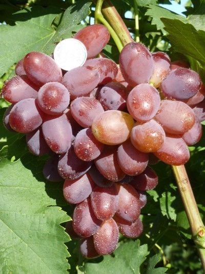 Hussar grape