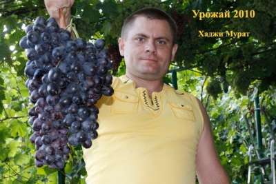 Hadji Murat grapes