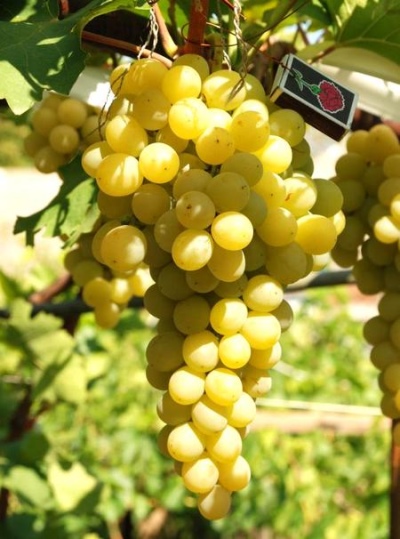 Druiven Italië