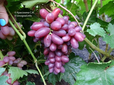 Grapes Zest